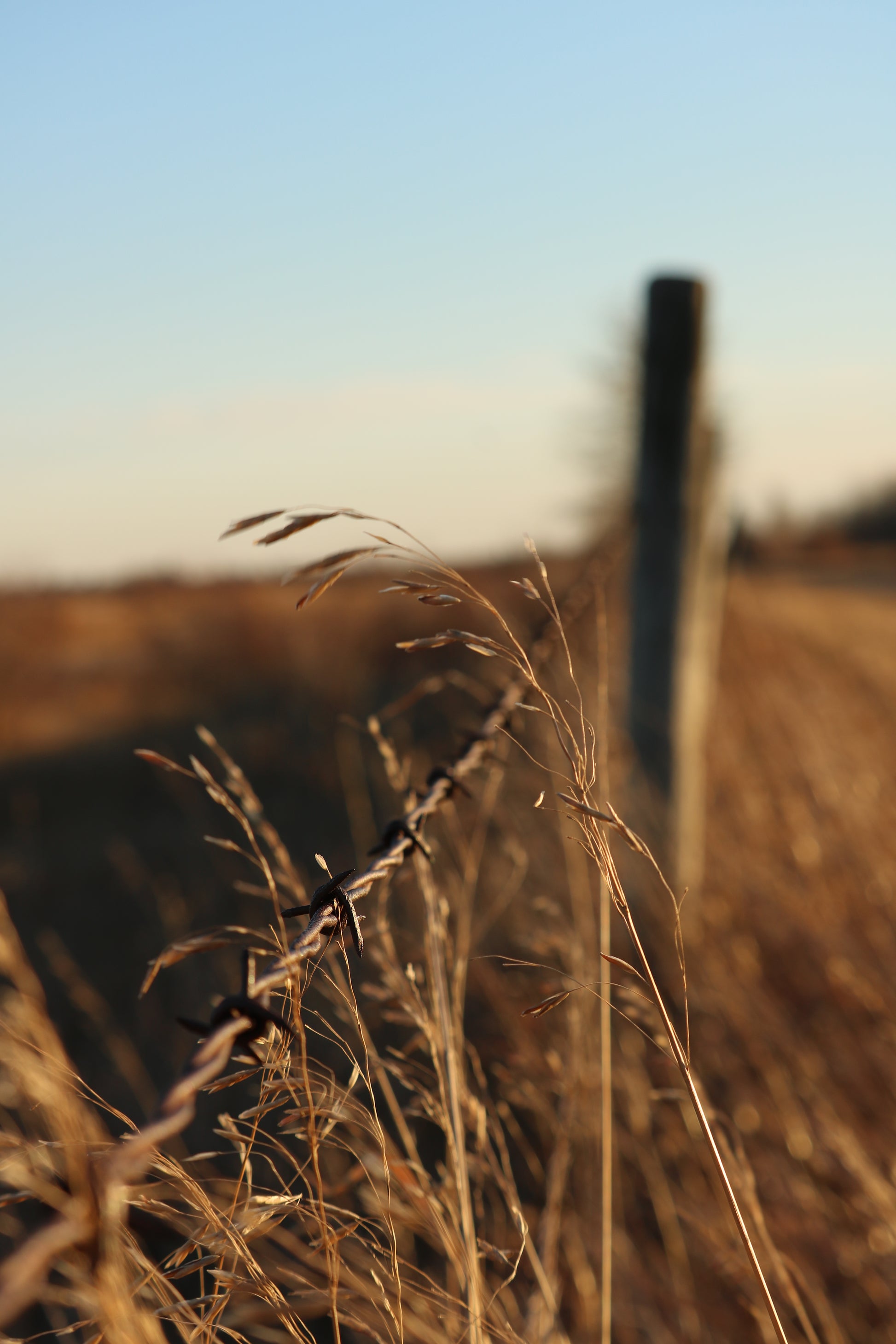 Tall Grass Canvas - Rusted Decor 