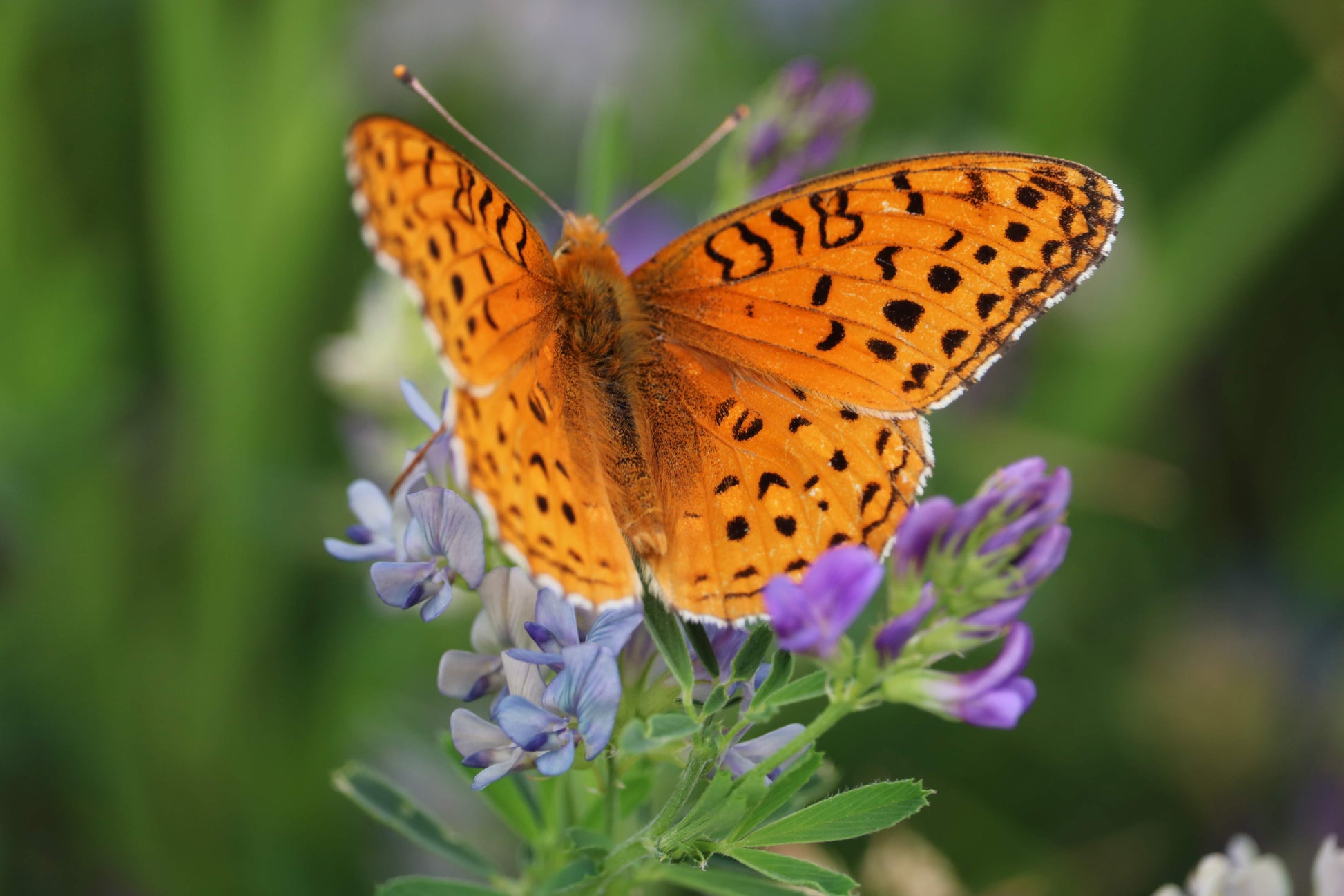 Butterfly Canvas - Rusted Decor 